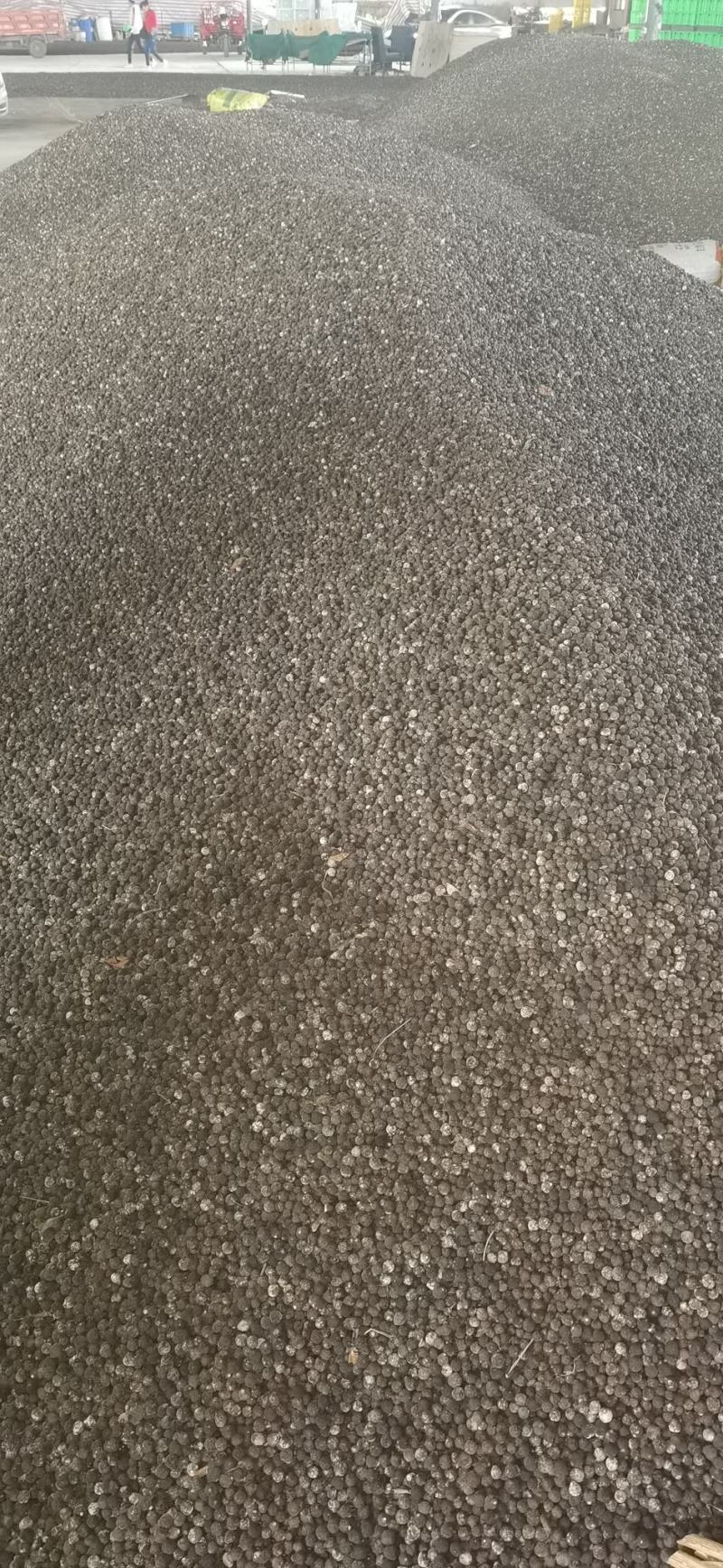 枳实小籽云南蜜桔落地果枳实现货供应