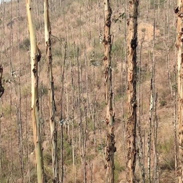 凉山州喜德县鲁基乡桉树砍伐木材出售招商