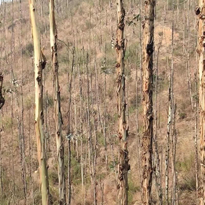 凉山州喜德县鲁基乡桉树砍伐木材出售招商