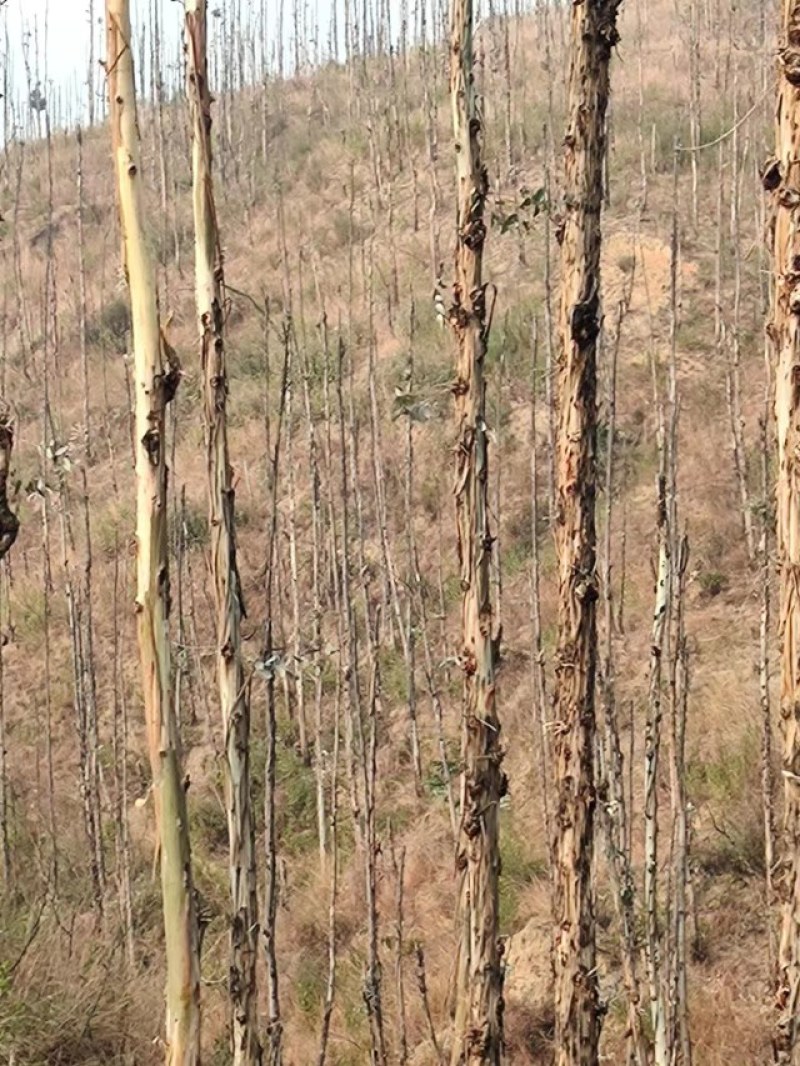 凉山州喜德县鲁基乡桉树砍伐木材出售招商