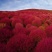 红地肤种子绿地肤花种子扫帚苗孔雀松景观花海庭院草