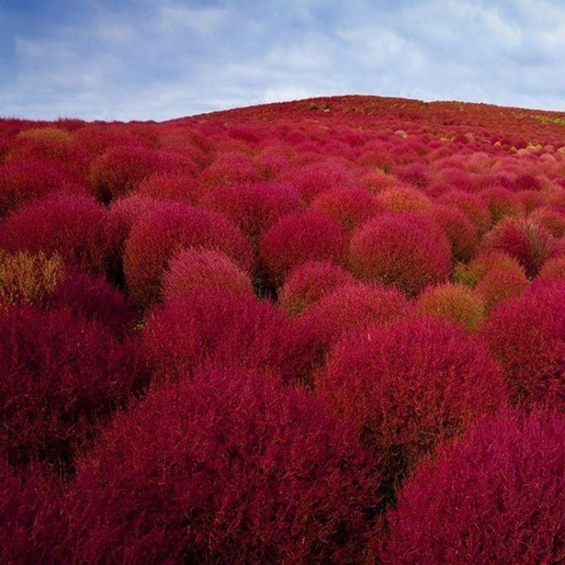 红地肤种子绿地肤花种子扫帚苗孔雀松景观花海庭院草