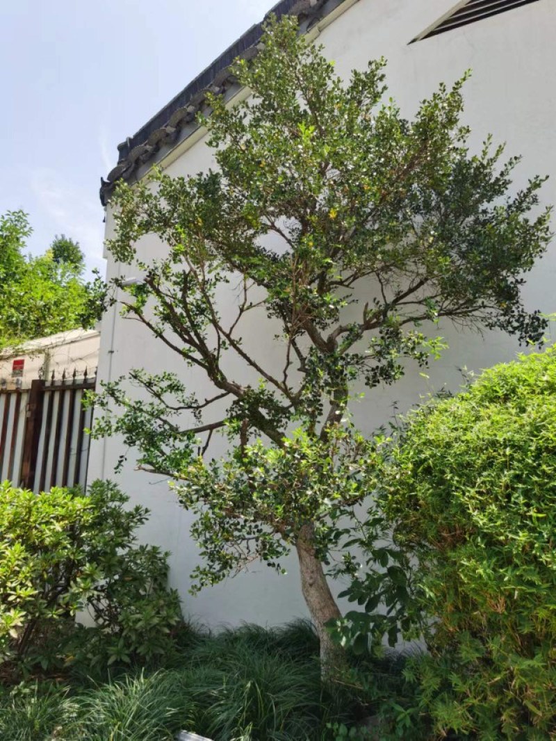 瓜子黄杨