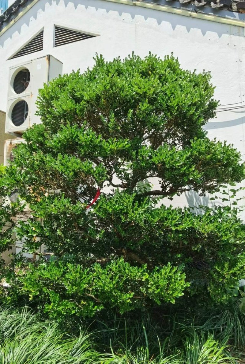 瓜子黄杨