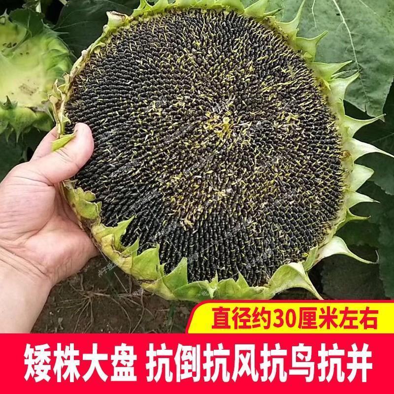 油葵种子出油高产矮大头小瓜子榨油出油率高春秋播蔬菜种孑