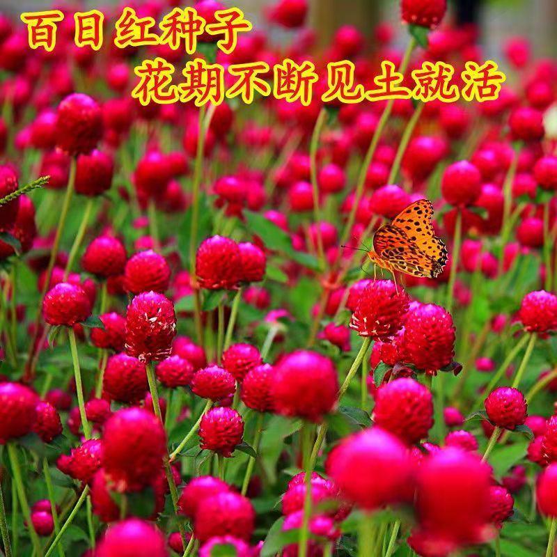 花卉种子千日红百日草庭院景观绿化花卉盆栽易活花籽千日紫草