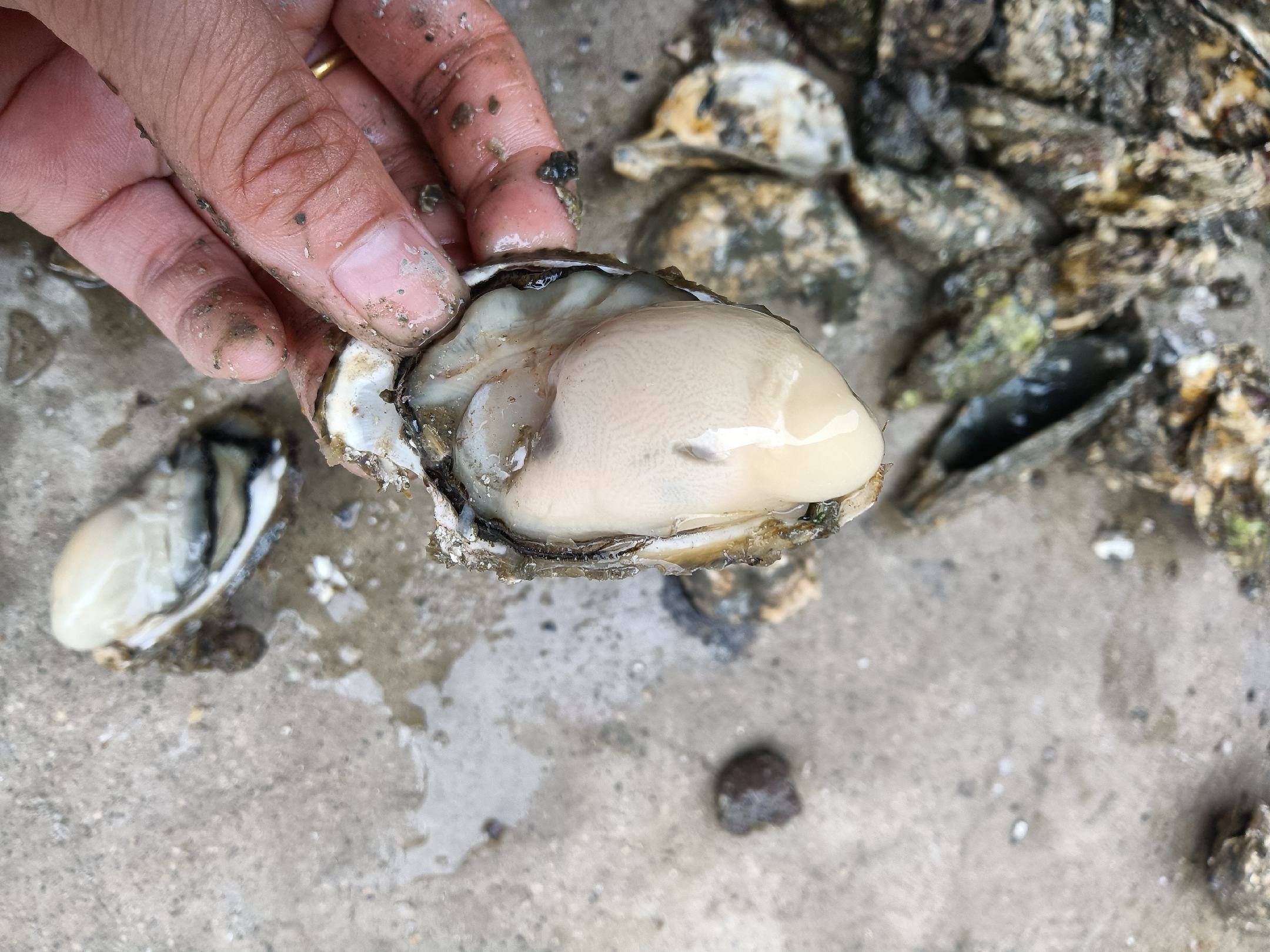 生蚝剖面图显示内部肉质未完全熟透