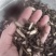 香附片醋香附海南香附片