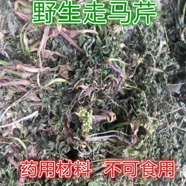 中草药走马芹水芹干品无硫无提取无杂质