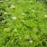中草药走马芹水芹干品无硫无提取无杂质