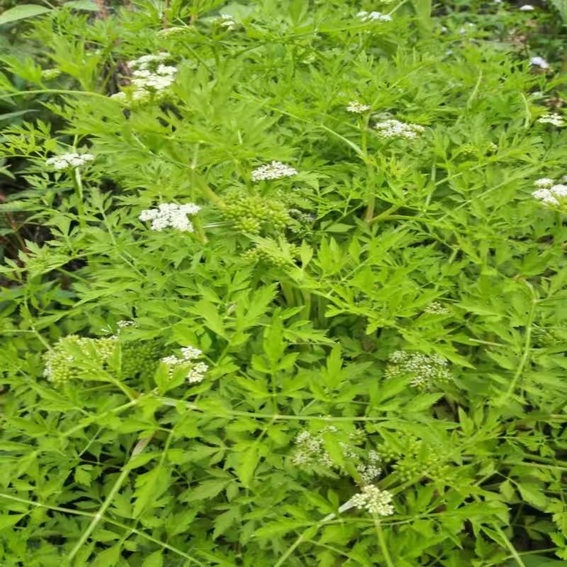 中草药走马芹水芹干品无硫无提取无杂质