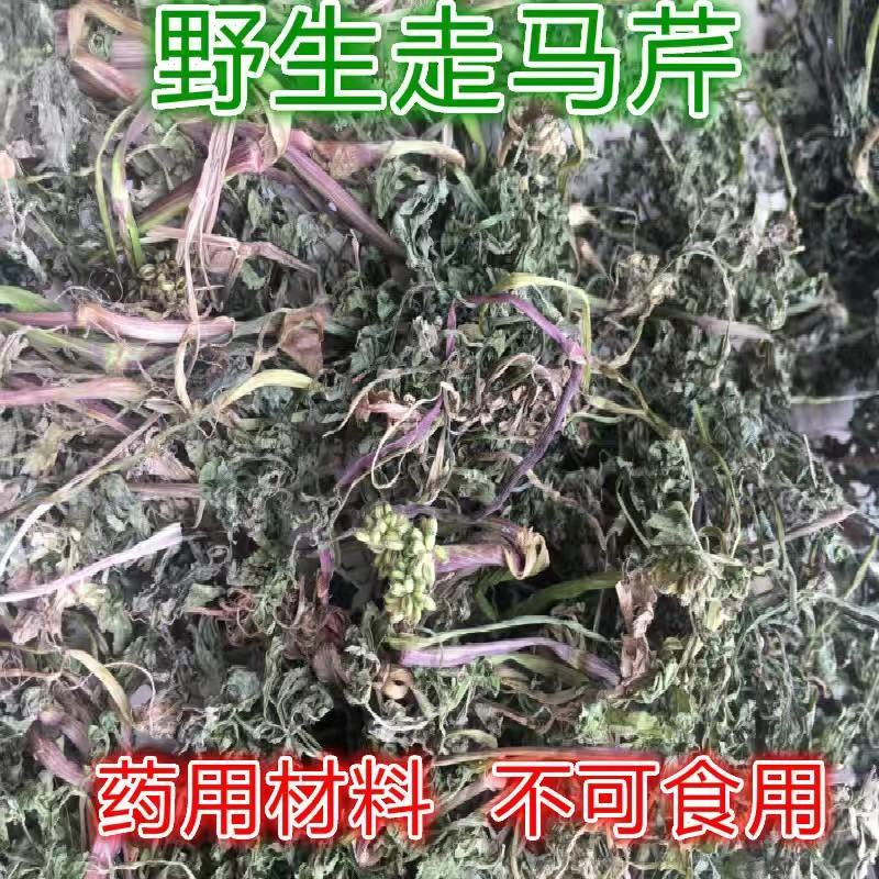 中草药走马芹水芹干品无硫无提取无杂质