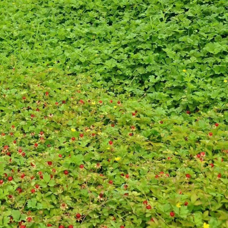 蛇莓种子