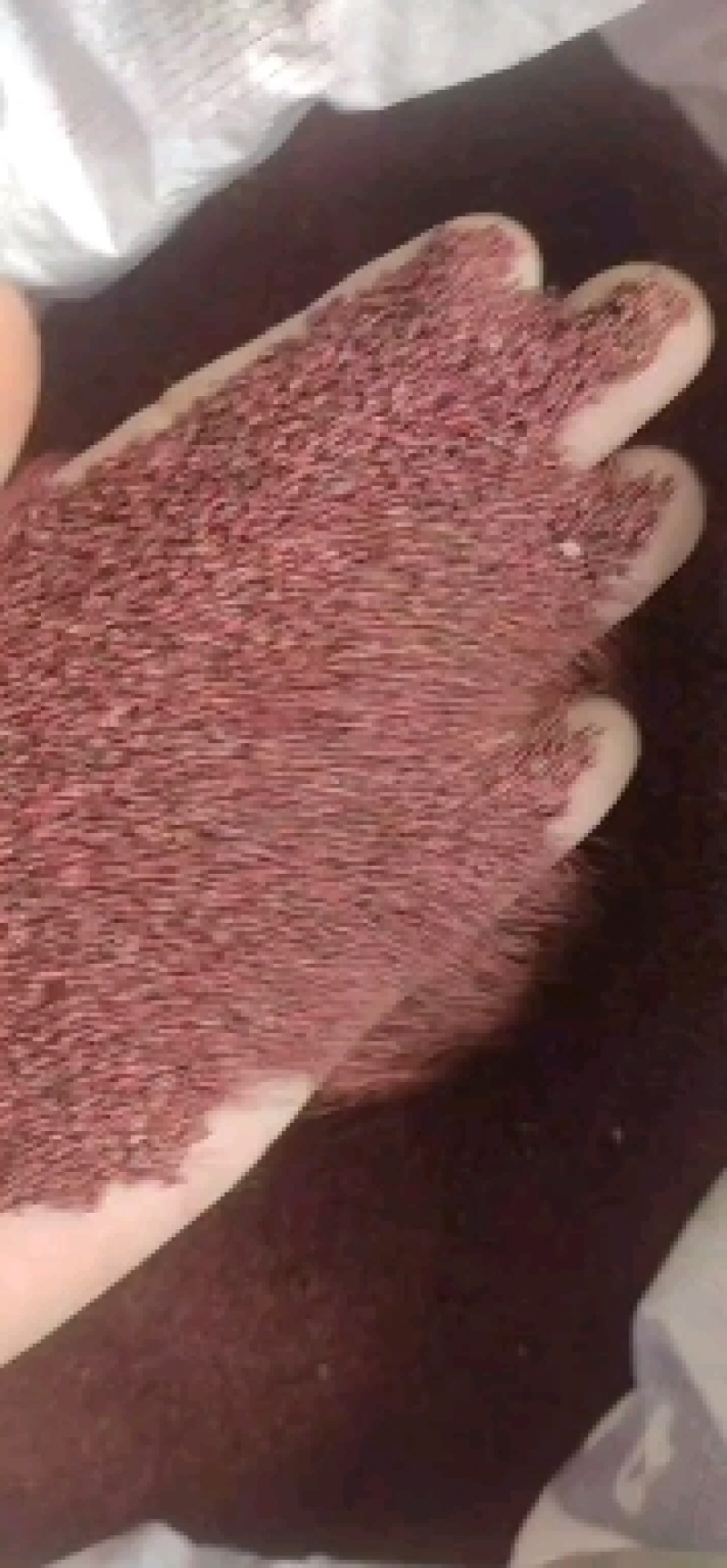 蛇莓种子