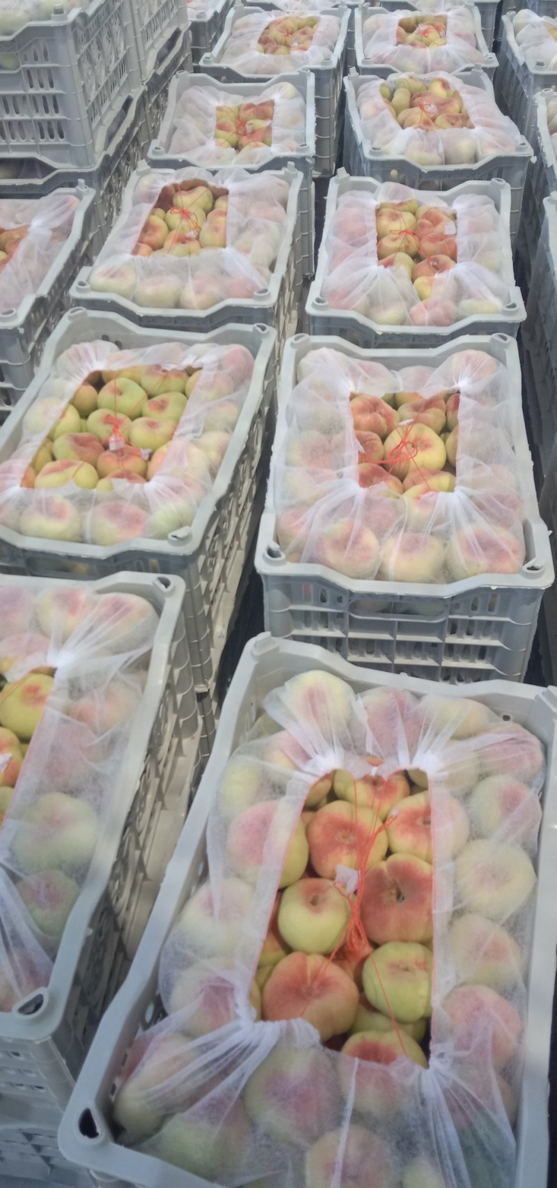 精品毛蟠，油蟠桃大量供应，质量好，囗感脆甜，欢迎订购