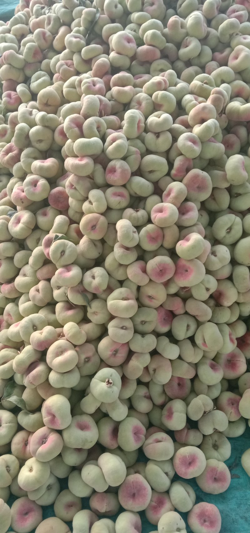 精品毛蟠，油蟠桃大量供应，质量好，囗感脆甜，欢迎订购