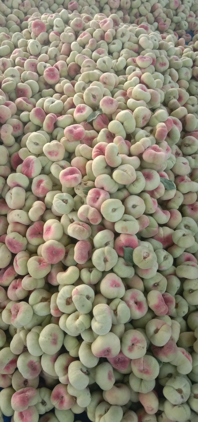 精品毛蟠，油蟠桃大量供应，质量好，囗感脆甜，欢迎订购