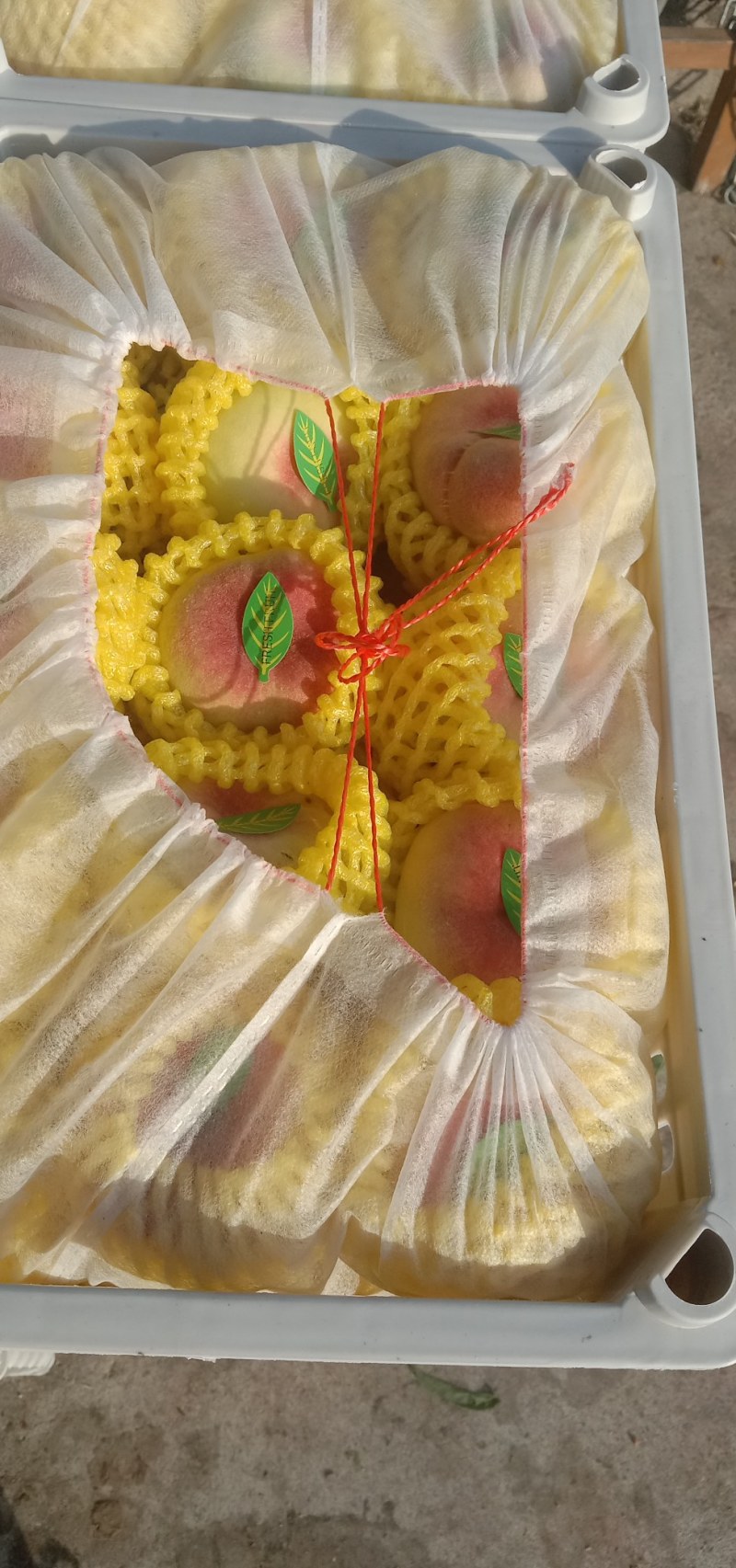 精品毛蟠，油蟠桃大量供应，质量好，囗感脆甜，欢迎订购