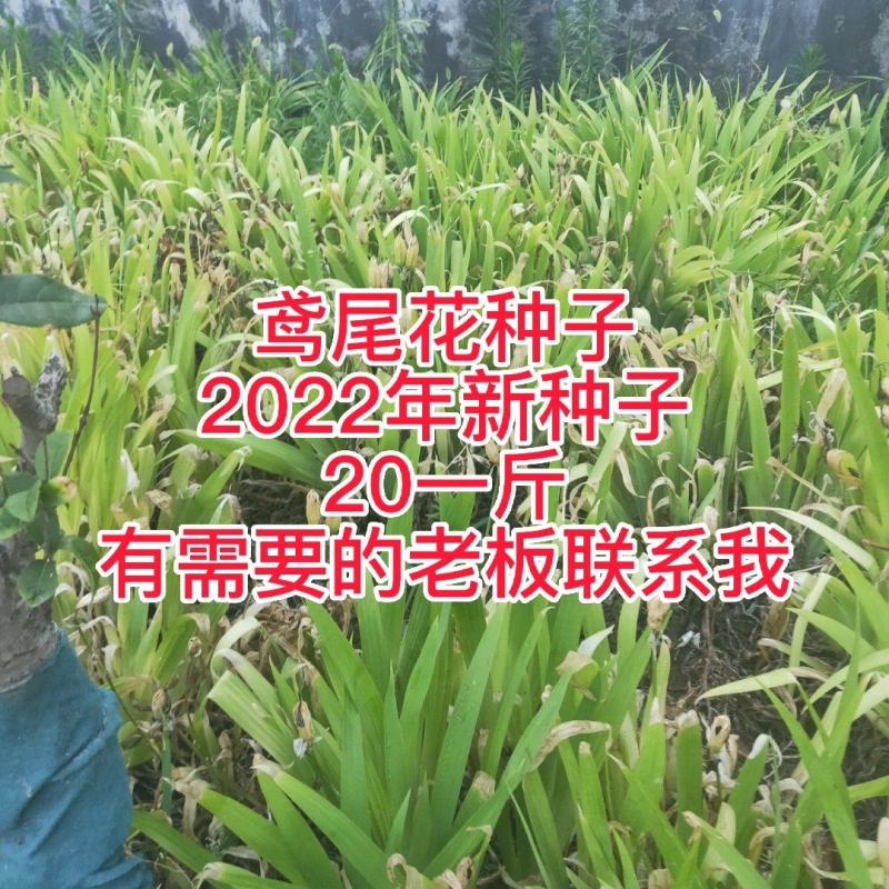 2022年新种子兰花鸢尾，鸢尾种子，有需要的老板联系！