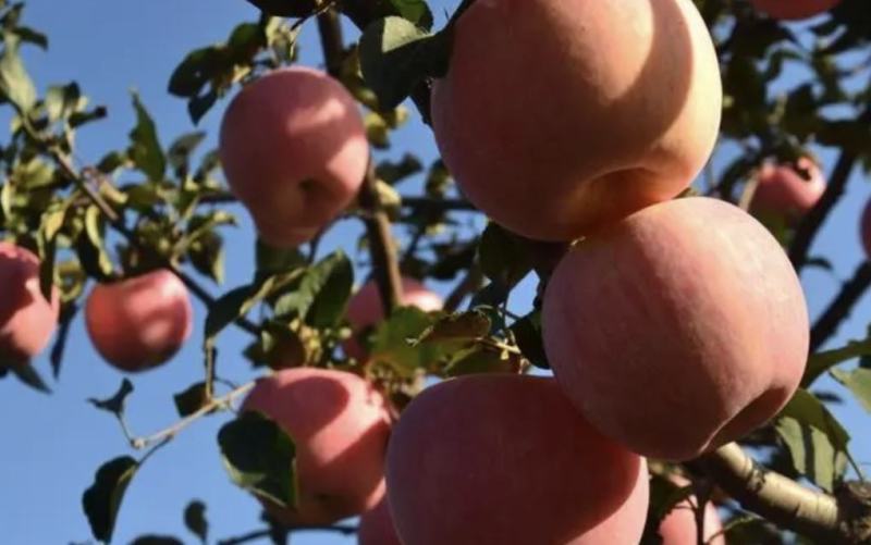【精品推荐】绥中寒富士苹果个头大耐运输一手货源产地直供