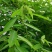 跳舞草情人草种子听音乐跳舞神奇趣味观赏珍稀花卉