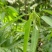 跳舞草情人草种子听音乐跳舞神奇趣味观赏珍稀花卉