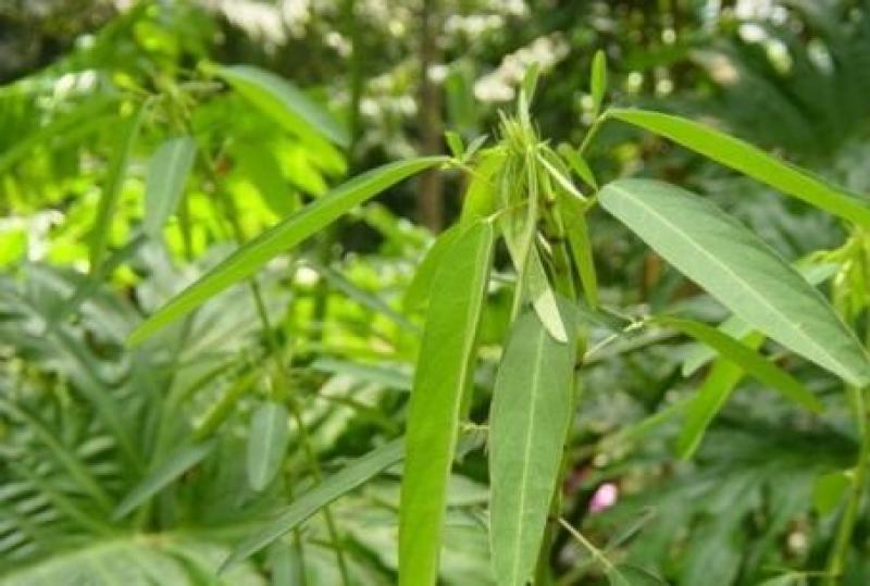 跳舞草情人草种子听音乐跳舞神奇趣味观赏珍稀花卉