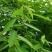 跳舞草情人草种子听音乐跳舞神奇趣味观赏珍稀花卉