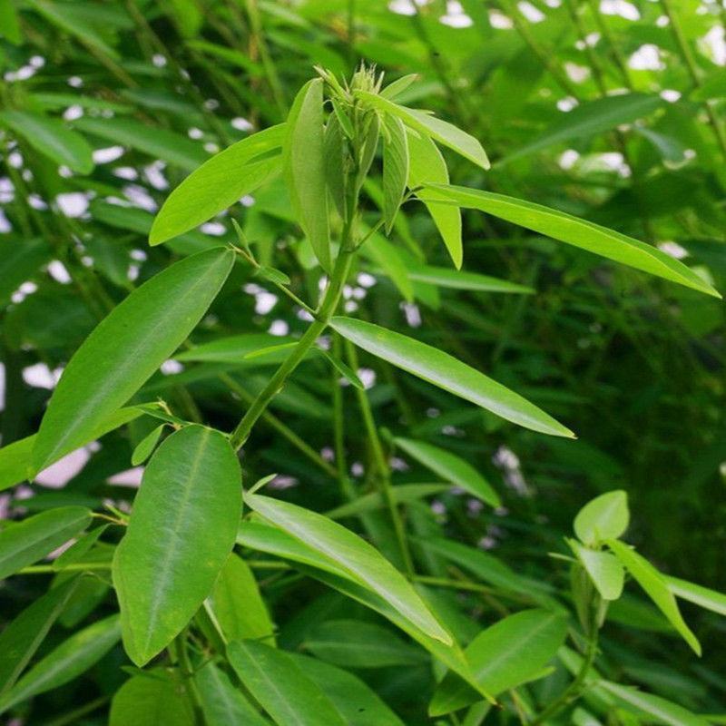 跳舞草情人草种子听音乐跳舞神奇趣味观赏珍稀花卉