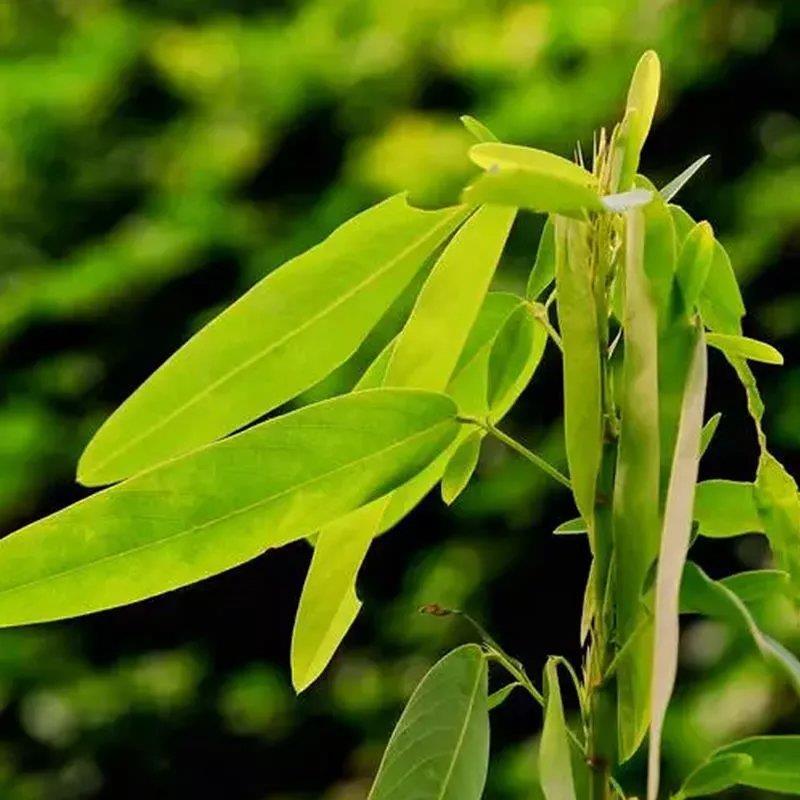 跳舞草情人草种子听音乐跳舞神奇趣味观赏珍稀花卉