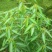 跳舞草情人草种子听音乐跳舞神奇趣味观赏珍稀花卉