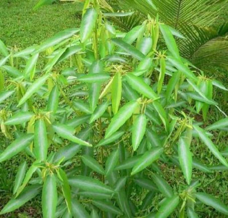 跳舞草情人草种子听音乐跳舞神奇趣味观赏珍稀花卉