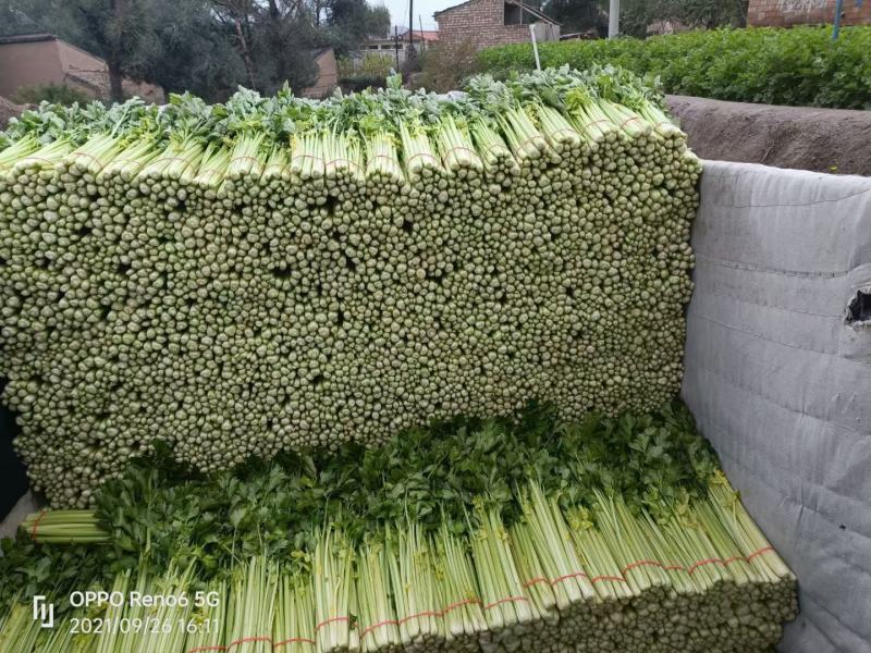 毛芹西芹