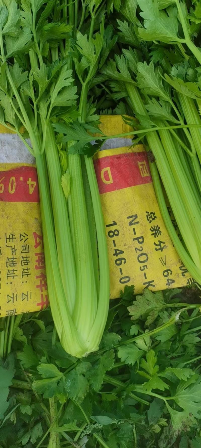 毛芹西芹