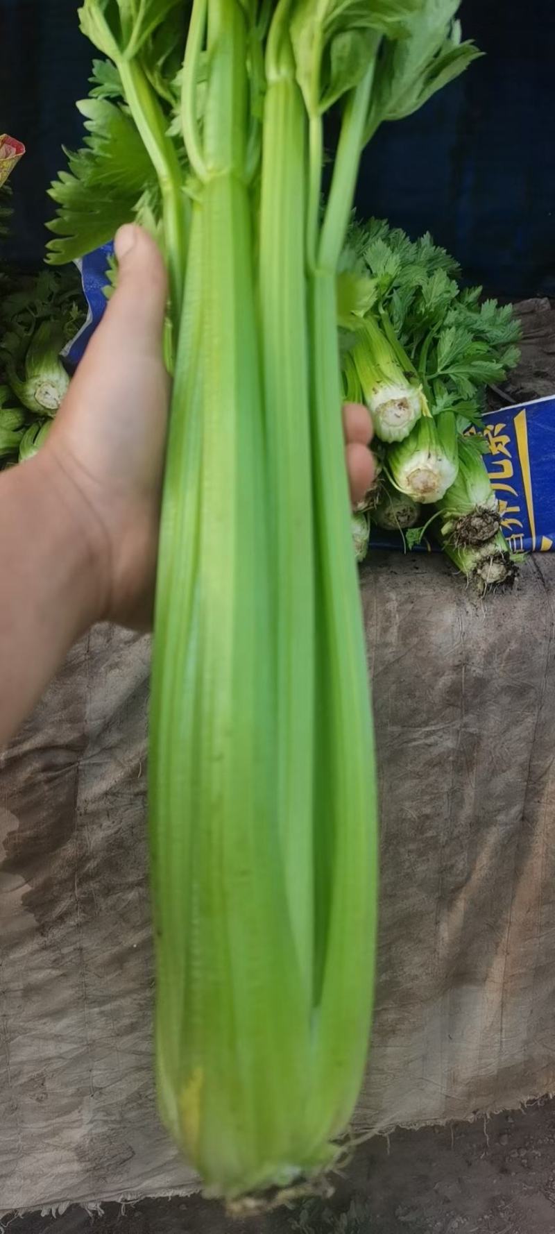 毛芹西芹