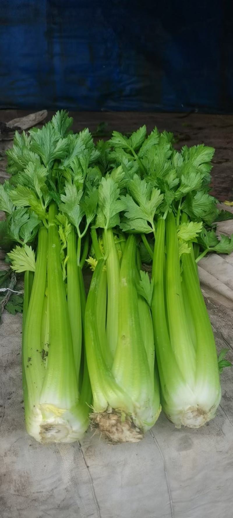 毛芹西芹