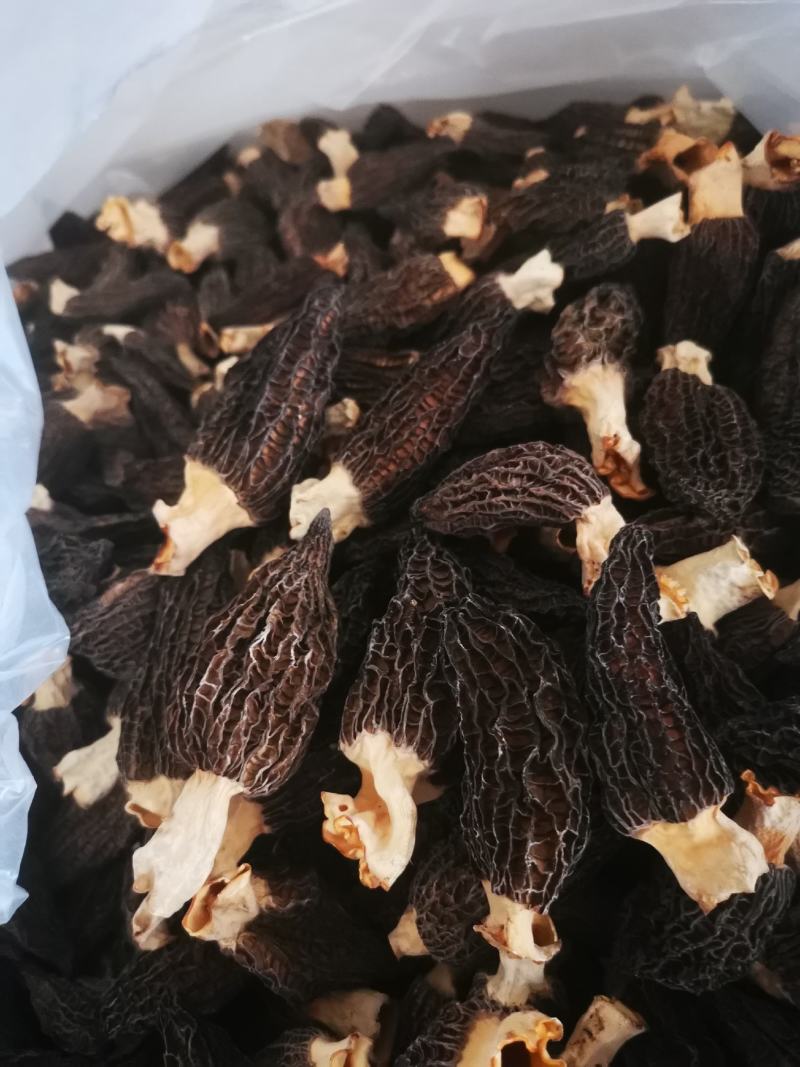 头茬一级品干货羊肚菌