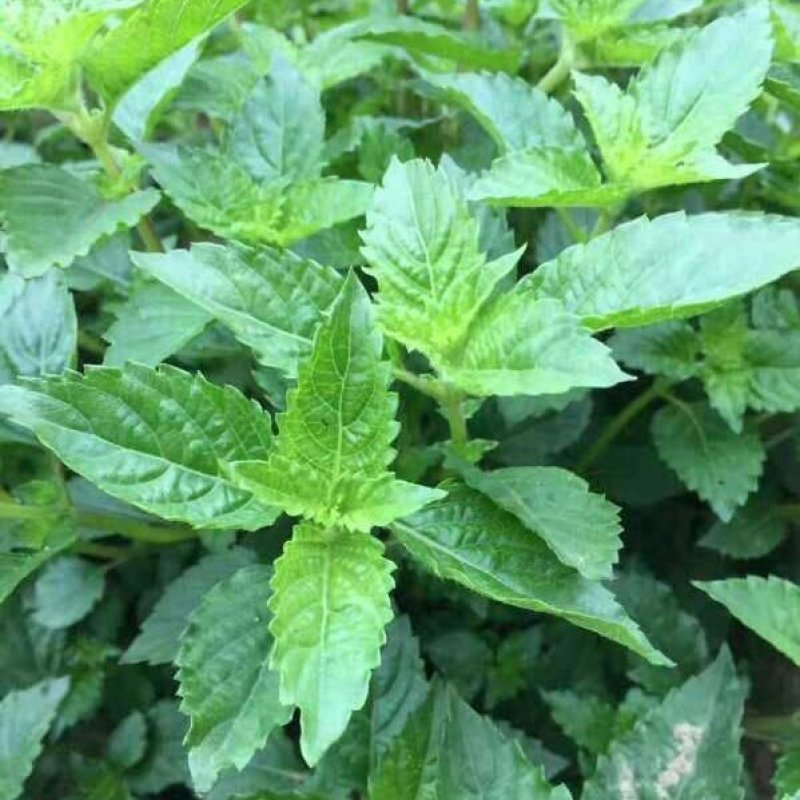 凉粉草种子仙人草种子神仙草种籽仙人冻种子蔬菜种子