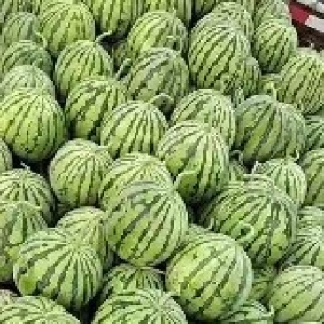 天津武清头茬麒麟美都，北京顺义头茬无籽麒麟产地直发