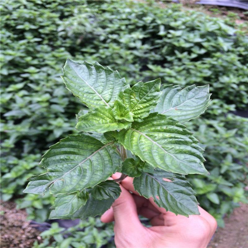 凉粉草种子仙人草种子神仙草种籽仙人冻种子蔬菜种子