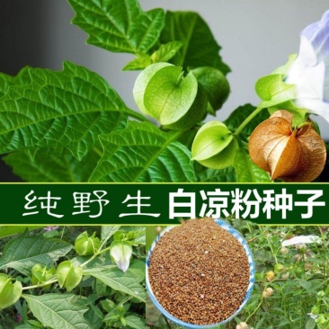凉粉草种子仙人草种子神仙草种籽仙人冻种子蔬菜种子