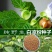凉粉草种子仙人草种子神仙草种籽仙人冻种子蔬菜种子