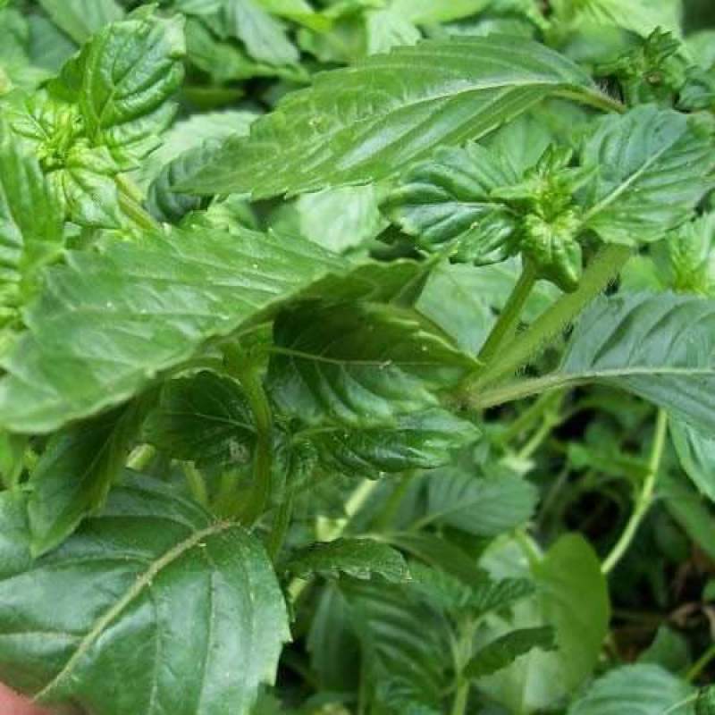 凉粉草种子仙人草种子神仙草种籽仙人冻种子蔬菜种子