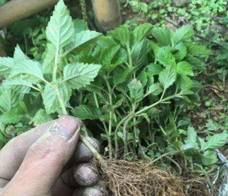 凉粉草种子仙人草种子神仙草种籽仙人冻种子蔬菜种子