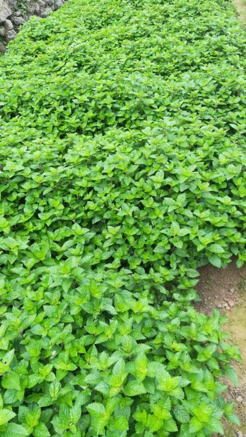 凉粉草种子仙人草种子神仙草种籽仙人冻种子蔬菜种子