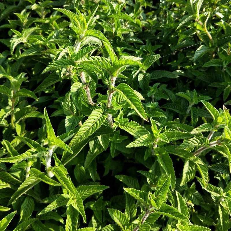 凉粉草种子仙人草种子神仙草种籽仙人冻种子蔬菜种子