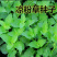 凉粉草种子仙人草种子神仙草种籽仙人冻种子蔬菜种子