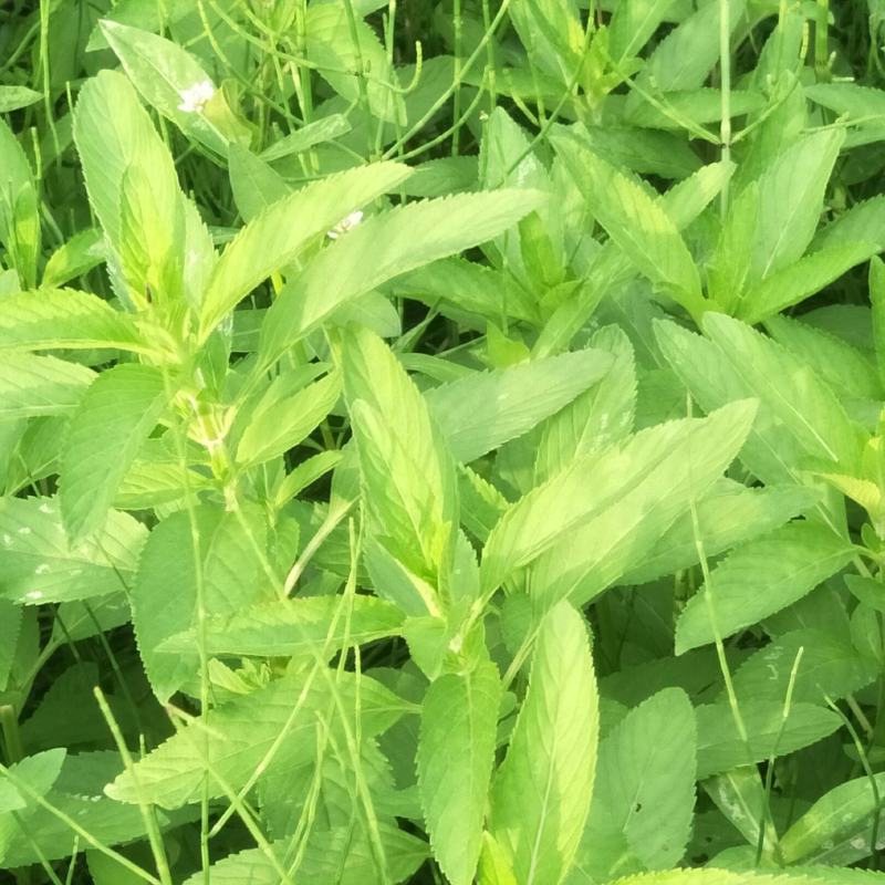 留兰香薄荷苗，绿薄荷苗，地方叫白薄荷苗，味清淡，不辣不苦