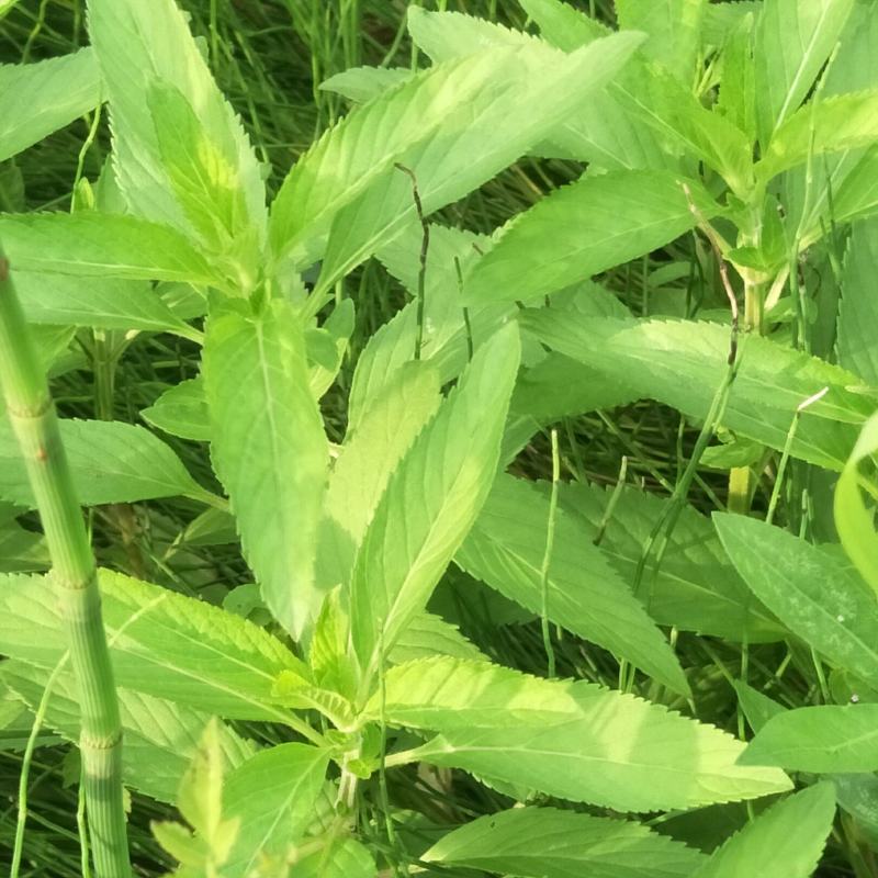 留兰香薄荷苗，绿薄荷苗，地方叫白薄荷苗，味清淡，不辣不苦