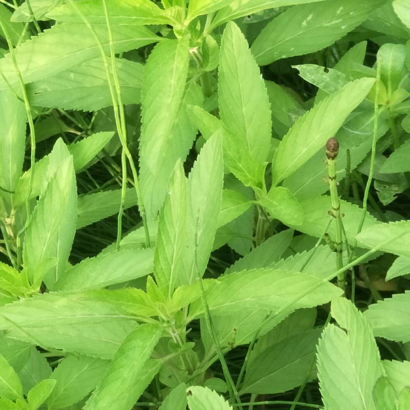 留兰香薄荷苗，绿薄荷苗，地方叫白薄荷苗，味清淡，不辣不苦